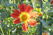 Dahlia 'Caligula', Verver Export, flower