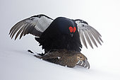 Black Grouse (Lyrurus tetrix) mating on snow in the Vaud Pre-Alps, Switzerland.
