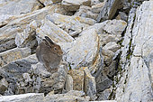 Variable hare (Lepus timidus) at its brown-coated roost in late summer, Alps, Switzerland.
