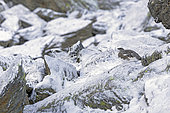 Female rock ptarmigan (Lagopus mutus) in summer moult, first snow on the rocks, Valais Alps, Switzerland