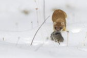 Ermine (Mustela erminea) with prey, vole, in summer coat on snow, Valais Alps, Switzerland