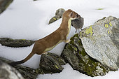 Ermine (Mustela erminea) with prey, vole, in summer coat on snow, Valais Alps, Switzerland