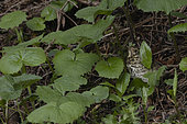 Young song thrush (Turdus philomelos) on the ground. Vaud Alps, Switzerland.