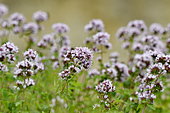 Oregano (Origanum vulgare) flowers, France