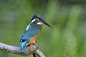 Kingfisher (Alcedo atthis), Doubs, France