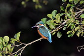 Kingfisher (Alcedo atthis) on a branch, Doubs, France
