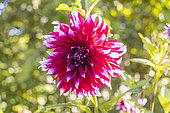 Dahlia 'Deuil du Roi Albert', Breeders: Defraigne & Troquay (BEL) 1935, flower