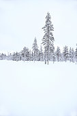 Taiga, boreal forest in winter, Kuusamo region, Finland