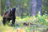 Adult wolverine (Gulo gulo) in the boreal forest, scent-seeking, Finland