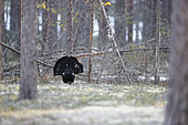 Capercaillie (Tetrao urogallus) parading in the heart of the boreal forest, Finland
