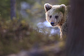Emancipating 3-year-old brown bear (Ursus arctos), Finland