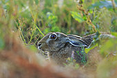 Adult European hare (Lepus europaeus) in a pea crop, Normandy, France