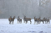 A herd of red deer (Cervus elaphus) in a meadow in winter. France