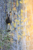 Female elk (Alces alces) in the boreal forest, Finland