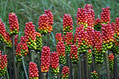 Italian Arum (Arum italicum) fruits, garden, Belfort, Territoire de Belfort, France