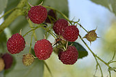 Raspberry (Rubus idaeus), fruits, garden, Belfort, Territoire de Belfort, France