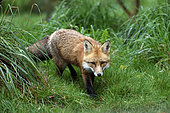 Red Fox (Vulpes vulpes), Sainte Croix wildlife park, Rhodes, Moselle, France
