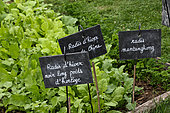 Long black winter radish Clock weight and Chinese radish or Mantanghong radish, Jardin potager pédagogique du center de l'arche de la nature, Le Mans métropole, Sarthe, France