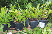 Potted holly fern plants (Cyrtomium fortunei), Arche de la nature, educational garden, Le Mans, Sarthe, France