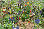 The last tomatoes of September in the educational vegetable garden of l'arche de la nature, Le Mans metropole, Sarthe, France
