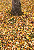 Autumn leaves on the ground and the trunk of a tree, Le Mans, Sarthe, France