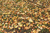 Autumn leaves on the ground, Le Mans, Sarthe, France