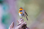European Robin (Erithacus rubecula), perched on a branch, in an undergrowth, Ille et Vilaine, Brittany, France