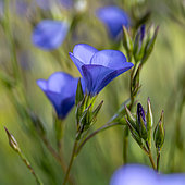 Narbonne flax (Linum narbonense), Var, France