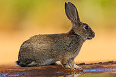 European rabbit (Oryctolagus cuniculus) or coney (Oryctolagus cuniculus), drinking from a waterhole, private property, Province of Castilla-La Mancha, Spain