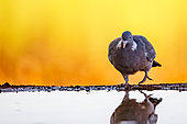 Common wood pigeon or common woodpigeon (Columba palumbus), on the ground, drinking in a water hole, Penalajo, Castilla, Spain