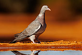 Common wood pigeon or common woodpigeon (Columba palumbus), on the ground, drinking in a water hole, Penalajo, Castilla, Spain