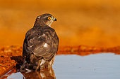 European Sparrowhawk (Accipiter nisus), , Adult female on the ground, drinking from a water hole, Castile, Spain