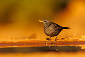 Blackbird ( Turdus merula), Adult female drinking from a water hole, private property, Province of Castilla-La Mancha, Spain