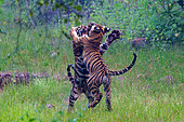 Bengal Tiger (Panthera tigris) in a clear area, youngs playing, Tadoba National Park, Tadoba Andhari Tiger Reserve, Maharashtra's oldest and largest National Park, Maharashtra state, Indian subcontinent, India, Chandrapur district, Asia