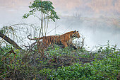 Bengal tiger (Panthera tigris tigris), hunting near by the water, Jim Corbett National Park, Uttarakhand, India, Asia