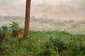 Bengal tiger (Panthera tigris tigris), hunting near by the water, Jim Corbett National Park, Uttarakhand, India, Asia