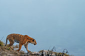 Bengal tiger (Panthera tigris tigris), walking along a river, Jim Corbett National Park, Uttarakhand, India, Asia