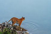 Bengal tiger (Panthera tigris tigris), walking along a river, Jim Corbett National Park, Uttarakhand, India, Asia
