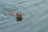 Bengal tiger (Panthera tigris tigris), crossing a river, Jim Corbett National Park, Uttarakhand, India, Asia