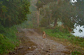 Bengal tiger (Panthera tigris tigris), walking on a track, Jim Corbett National Park, Uttarakhand, India, Asia