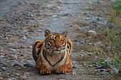 Bengal tiger (Panthera tigris tigris), lying on a track, Jim Corbett National Park, Uttarakhand, India, Asia