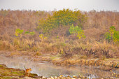 Bengal tiger (Panthera tigris tigris), hunting near by the water, Jim Corbett National Park, Uttarakhand, India, Asia