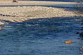 Bengal tiger (Panthera tigris tigris), crossing a river, Jim Corbett National Park, Uttarakhand, India, Asia