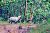 Bengal Tiger (Panthera tigris) hunting a nilgai (Boselaphus tragocamelus), Tadoba National Park, Tadoba Andhari Tiger Reserve, Maharashtra's oldest and largest National Park, Maharashtra state, Indian subcontinent, India, Chandrapur district, Asia