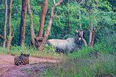 Bengal Tiger (Panthera tigris) hunting a nilgai (Boselaphus tragocamelus), Tadoba National Park, Tadoba Andhari Tiger Reserve, Maharashtra's oldest and largest National Park, Maharashtra state, Indian subcontinent, India, Chandrapur district, Asia