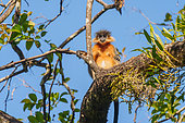 Capped langur (Trachypithecus pileatus), resting on a branch, Forest, , Jim Corbett National Park, Uttarakhand, India, Asia