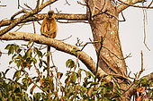 Capped langur (Trachypithecus pileatus), resting on a branch, Forest, Jim Corbett National Park, Uttarakhand, India, Asia