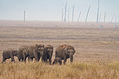 Asian or Asiatic elephant (Elephas maximus), in the plain, Jim Corbett National Park, Uttarakhand, India, Asia