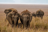 Asian or Asiatic elephant (Elephas maximus), in the plain, Jim Corbett National Park, Uttarakhand, India, Asia