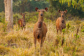 Sambar (Cervus unicolor or Rusa unicolor), females in a plain, Jim Corbett National Park, Uttarakhand, India, Asia